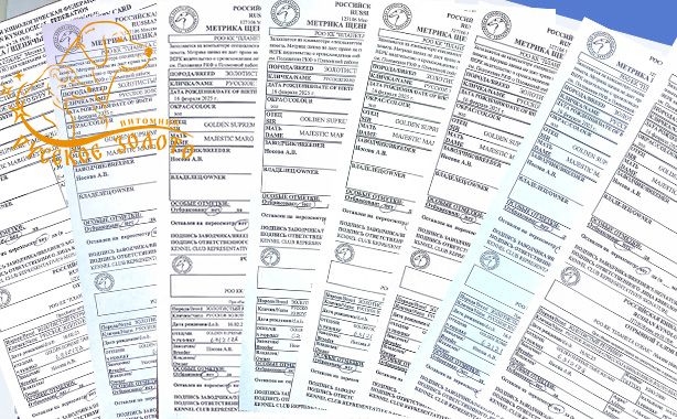 Актировка щенков