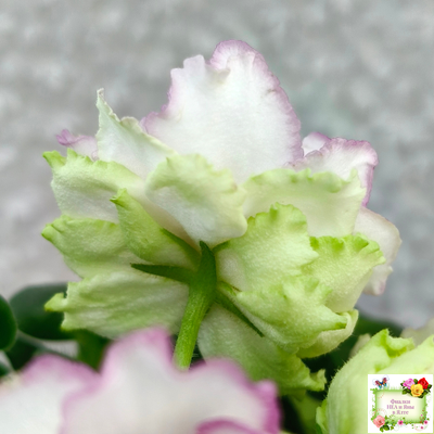 ВаТ-Соло Анфисы (Т. Валькова) 2021 г. (лист посажен 31.03.26)