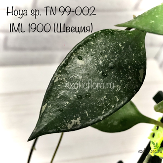 Hoya TN-99-002 IML 1900 (Швеция)