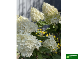 Гортензия метельчатая "Silver Dollar" (Сильвер Доллар)