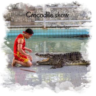 Crocodile and snake show in Sharm El Sheikh