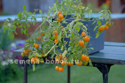 Томат Пендулина оранжевая (Pendulina Orange), 10 шт