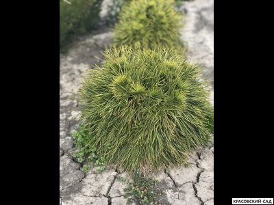 Сосна Глобоза Виридис - Globosa Viridis