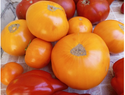 Томат Немецкий желтый Йодера (Yoder`s German Yellow)