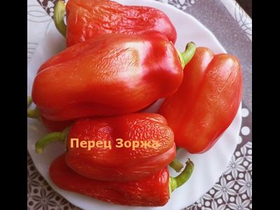 Перец сладкий Зоржа