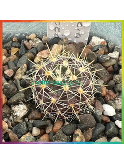 Neoporteria chilensis v. albidiflora