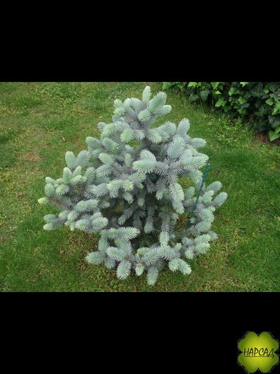 Ель колючая "БЛЮ ДАЙМОНД" (саженец 0,9 см)