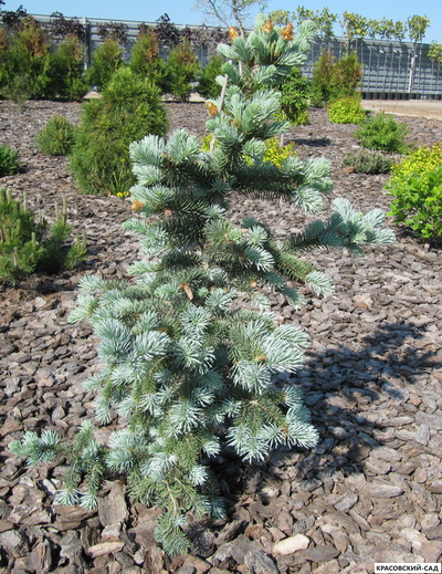 Ель колючая Ольденбург