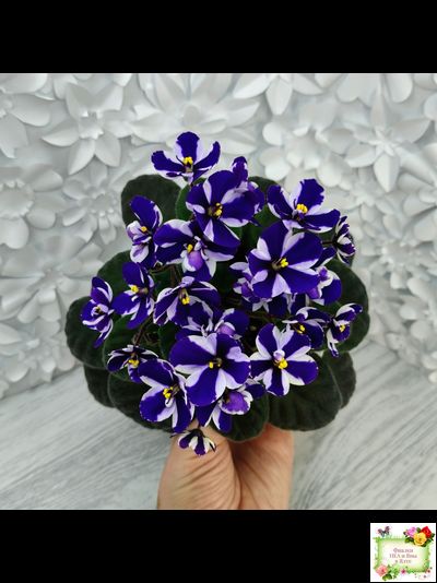 Concord (Horikoshi/Ozaki) (10/03/1992) химера (пасынок укоренённый)