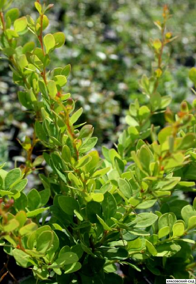 Барбарис Тунберга Green Ornament