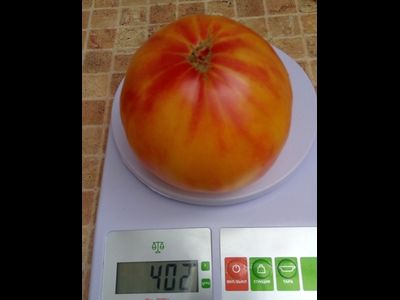 Томат Русалка (Mermaid) США