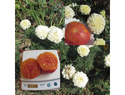 Томат Туксханс красно-жёлтый (Tuxhorn’s Red and Yellow)