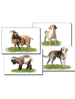 Набор карточек "Домашние животные" (раздаточные)