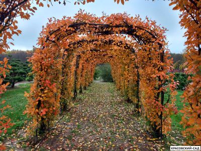 Арка из Ирги канадской - Amelanchier canadensis