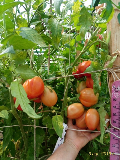 Томат Бычье сердце Ревьера