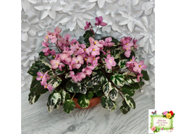 Mac's 1306-2 (G.McDonald) трейлер