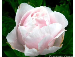 Пион Blushing Princess (Блашинг Принцесс)