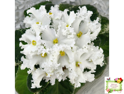 ЛИС-Поиграй Снежинками (Л. Сергеева) 2024 г.