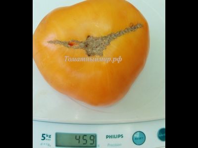 Томат Амана Оранж (Amana orange)