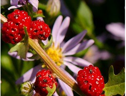 Цветочно-фруктовый парфюмерный концентрат | Floral-fruity perfume concentrate