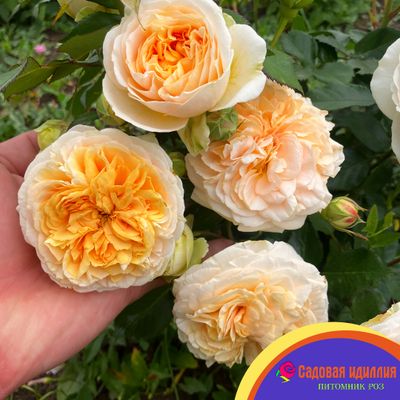 Чиппендейл Голд (Chippendale Gold)