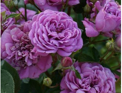 Блю бой (Blue Boy), шраб. Interplant