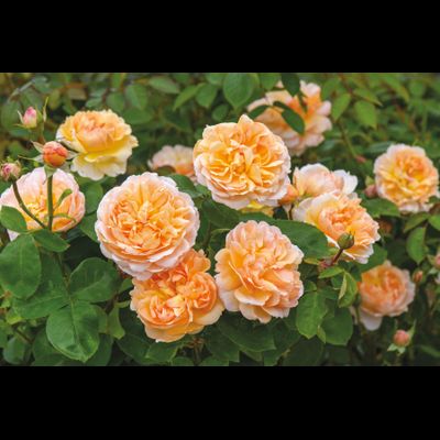 Зе Леди Гарденер (The Lady Gardener)