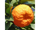 Апельсин горький (бигардия, померанец) (Citrus aurantium var. amara) Египет, 5 мл - 100% натуральное эфирное масло