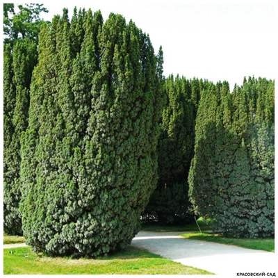 Тисс ягодный Фастигиата - Fastigiata