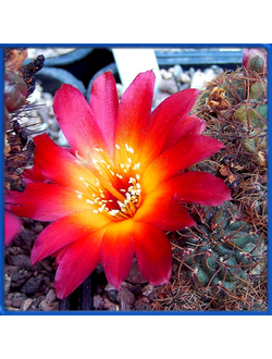 Sulcorebutia tarabucoensis VZ 45