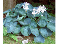 Хоста Абикуа Дринкинг Гаурд (Abiqua Drinking Gourd)