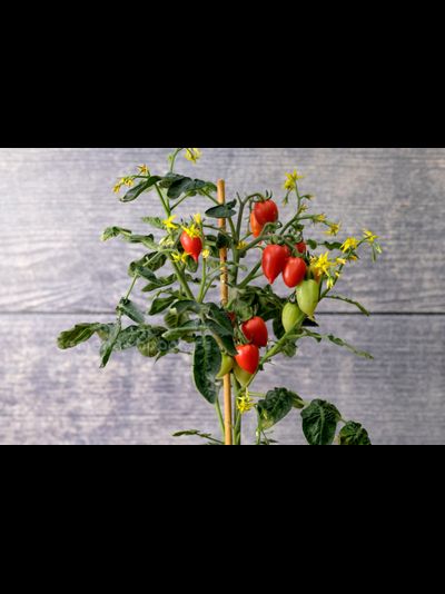 Томат LITTLE HEARTBREAKER (Маленький сердцеед), 10 шт