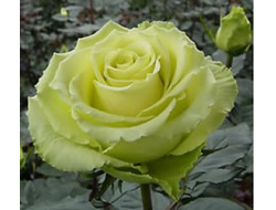 Грин ти ( Зеленый чай), Ч/Г, Alessandro Ghione