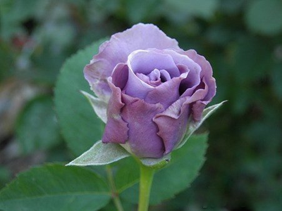 Тамамо (Tamamo)