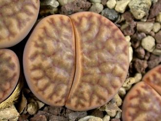 Lithops bromfieldii C368 (MG-1557.4)