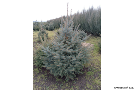 Ель колючая Глаука - Glauca