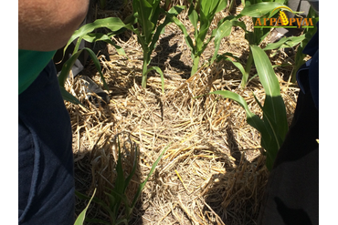 На опытных полях института INTA. Прямой посев кукурузы после разных предшественников.
