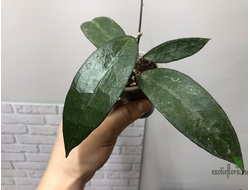 20/11/2024 Hoya Amoena