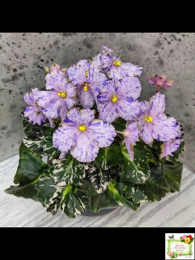 Н-Чехарда (Н. Бердникова) 2020 г. (пестролистный гёрл)