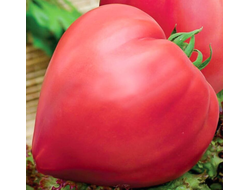 БЫЧЬЕ СЕРДЦЕ РОЗОВОЕ