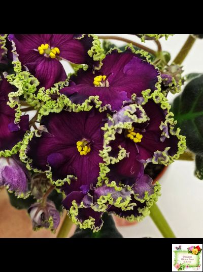 РС-Дон Жуан (С. Репкиной) 2013 г.