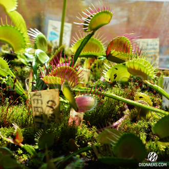 Dionaea muscipula Cross teeth