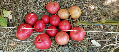 Томат Мехико (Mexico, Мексиканец)