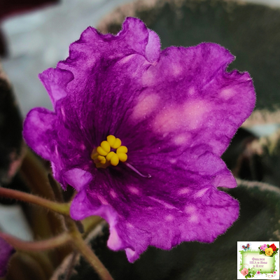 Nik-Кони в Яблоко  (Н. Булко) 2022 г. (пестролистный лонг)