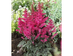 Астильба Мулен Руж (Moulin Rouge)