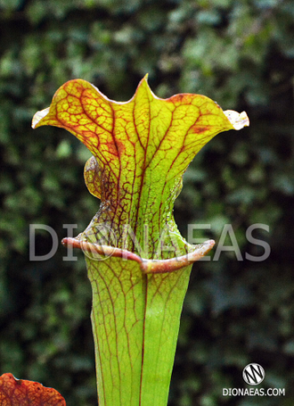 Sarracenia hybrid 14