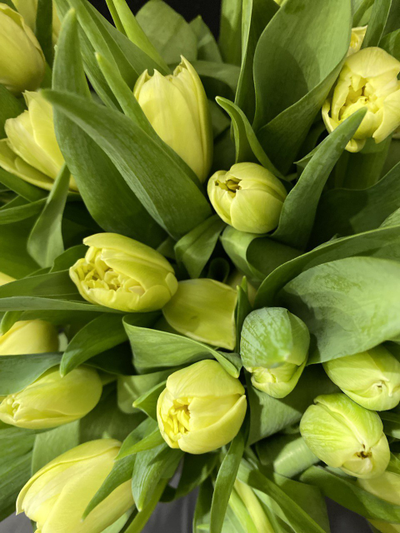 Тюльпаны пионовидные 35 шт