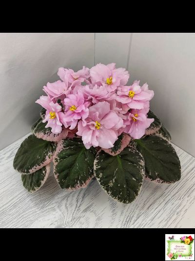 Rivermist Pearls (J. Baker) (10974) 04/13/2018