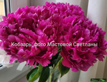 Пион Кобзарь