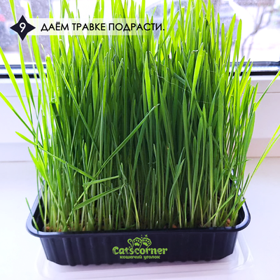 Набор "12 недель": одноразовый лоток для кошек и котят с наполнителем 3в1. Подарок - трава "микс" для выращивания